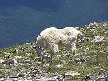 A shaggy white animal with small black horns grazing on a mountainside with a forest in the background