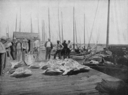 Thompson Fish House, Turtle Cannery and Kraals