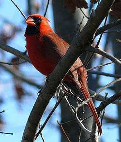 A red bird with a black face perching on a branch