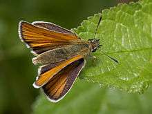 A skipper butterfly perched on a leaf and holding its wings apart from each other seen from above.