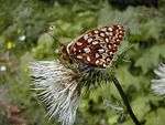 Oregon Silverspot butterfly