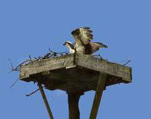 An osprey flying to the habitat created by Hartman.