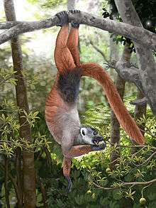 A medium-sized lemur hangs by its feet from a tree branch while eats fruit from a much smaller branch below.