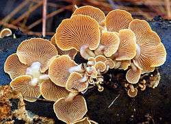 The undersides of a cluster of about two dozen variously sized light brown-yellow, roughly fan-shaped mushroom caps growing on a piece of rotting wood. Each cap has about 2–3 dozen lightly colored thin lines of various lengths, closely spaced and arranged radially around the stem, which is connected to one side of the mushroom cap. The stem is whitish, with a width of between roughly one-third to one-fifth the diameter of the cap, and attaches the cap to the wood.
