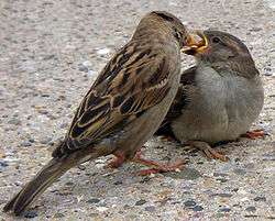A female house sparrow feeding a fledgling
