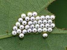 White moth eggs with black central spots seen clustered together on a leaf from above.