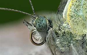 Closeup of butterfly head showing eyes, antenna, coiled proboscis and palpi.