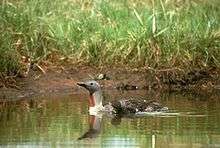 Small fuzzy black chick floats beside a larger bird on calm water with a muddy bank and tall grass in the background