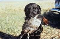 A black dog holds a duck in its mouth after a hunt. The dog is soaking wet and in a field.