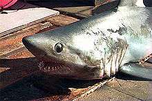 View of the front half of a shark with large black eyes and open mouth showing many rows of sharp teeth, lying on a pier