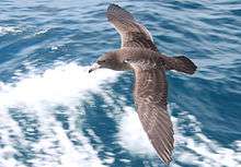 Flesh-footed Shearwater in flight, seen from above