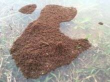  A floating "raft" of red imported fire ants (RIFA) in North Carolina over land that normally forms the bank of a pond. The land had become submerged due to excessive rain and resultant flooding which inundated the nest. The raft is anchored to some blades of grass extending above the water's surface.