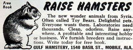 Gulf Hamstery advertisement headlined "Raise Hamsters", with a line drawing of a standing hamster on the left.