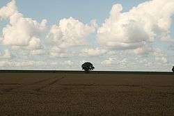 A clouded sky over a yellow wheat field with one tree in the center