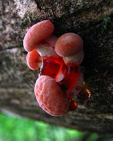 Four pinkish mushrooms clustered together at the base of their stems, growing out of the side of a log. Between the mushrooms are several variously sized drops of a red-colored viscous liquid.