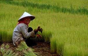 A rice field with a farmer kneeling, picking rice plantlets