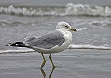 A gull with a speckled head and a yellow beak with a black stripe stands before the oncoming tide