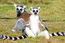 A group of three ring-tailed lemurs rest in the sun, with two sitting upright, facing the sun, with their arms to their sides.