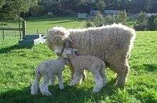 A Romney ewe with her two lambs