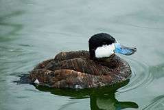 A brown duck with a white cheek and blue bill sits on a lake.