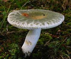 A white mushroom growing on the ground, with green spots on the cap surface
