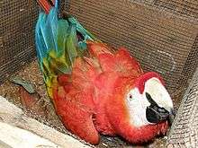 a scarlet macaw in an artificial nest box near TRC
