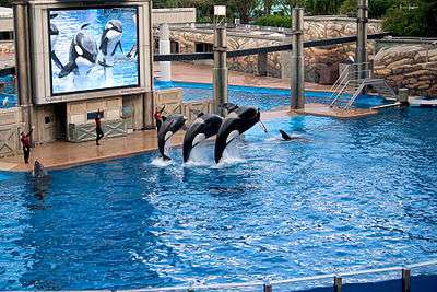 Three orcas jumping at a trainer's command in an artificial pool, while being shown on a big screen television