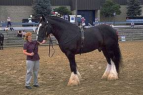 A tall black horse with white legs standing next to an average-sized woman who is holding the horse, but whose chin is only level with the horse's nostril. The horse has flowers braided into its mane and tail and is wearing a black surcingle decorated with brass studs.