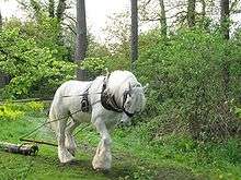 A gray horse with fully white hair coat, harnessed to a log, pulling it through a green forest