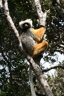 Sifaka perched in the "V" of a young tree