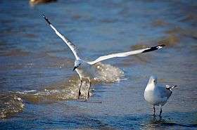 Two silver gulls, one standing and one in flight, at the water’s edge