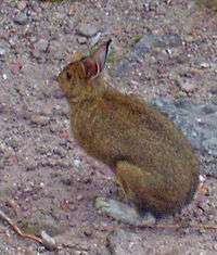 A brown rabbit with white feet standing on a pinkish-brown pebbly surface