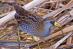 A brown and blue-gray bird walking through a marsh