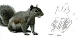 Sitting squirrel and pencil sketch
