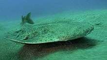An angelshark, a fish with a flattened body and mottled skin, swims just above the sea floor