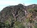 Srilankamountainforest1.jpg