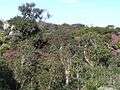 Srilankamountainforest2.jpg