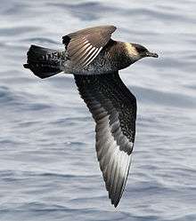 A brown bird with a tan-yellow neck stripe flies right with its wings down over the ocean