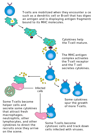 Diagrammatic summary of T cell activation