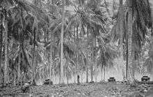 Black and white photo of three World War II-era tanks moving between tall palm trees. A man wearing military uniform is crouching in the foreground