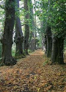 A straight leaf-covered path between two rows of old trees