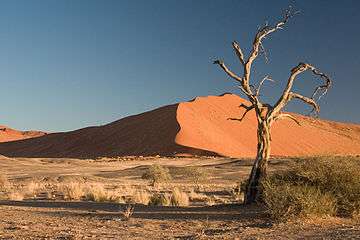 camel thorn tree, Acacia erioloba in the Namib Desert in Namibia