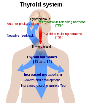 Diagram of a person with a large blue arrow representing the actions of thyroxine on the body and a green and red arrow representing actions of TSH and TRH respectively