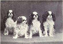 A black and white photo of four small spaniels sitting facing the camera. They each have similar markings.