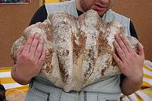 Image of man holding a dead giant clam shell in his arms