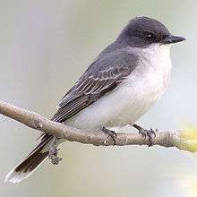 A bird with a black back and a white belly and tail tip sits on a branch