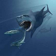 An illustration showing a pod of small, early whales being chased by Megalodon, an extinct giant shark