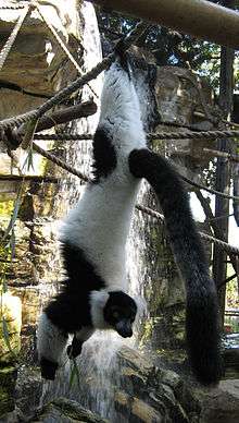Black-and-white ruffed lemur hanging by its rear feet from a rope, holding some leaves in its hands while looking at the camera