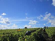  Hand harvest in Vouvray