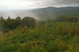 Forest vista with rising mist